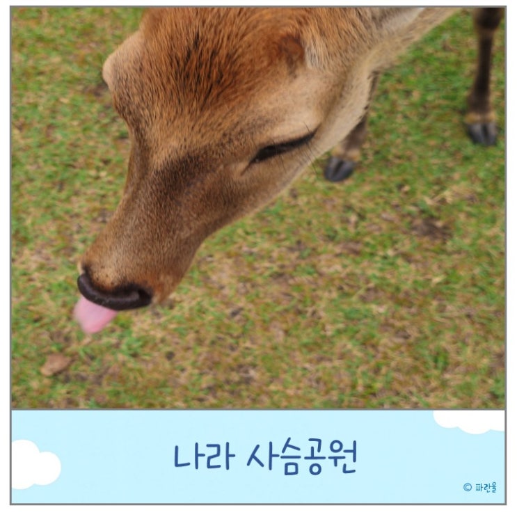  오사카 근교 당일치기 여행 간사이 나라 사슴 공원 가볼 만한 곳
