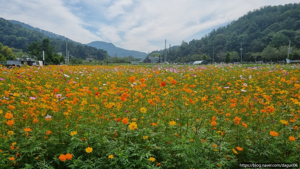 꽃차이야기 사진 1