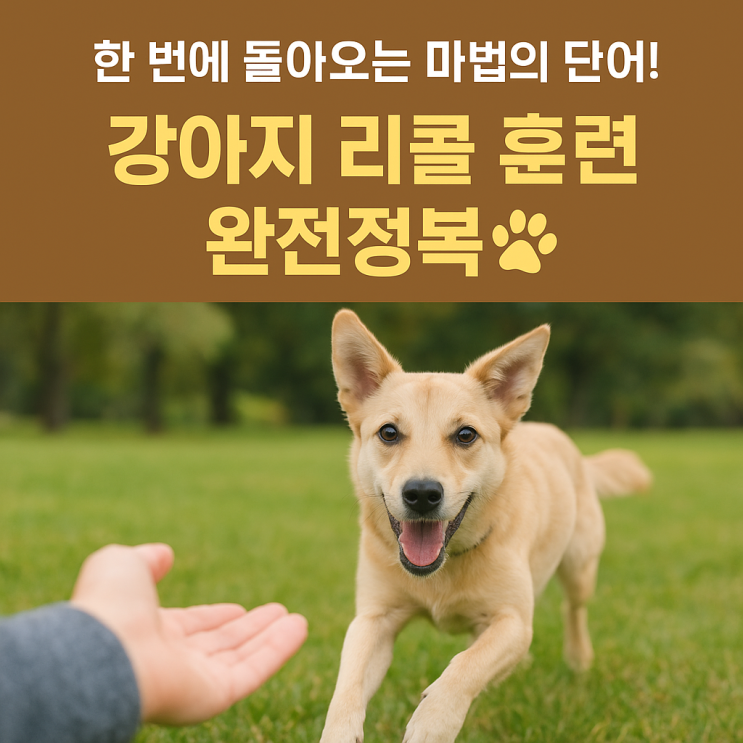  강아지 리콜 훈련법｜한 번에 돌아오게 만드는 불러오기 비결