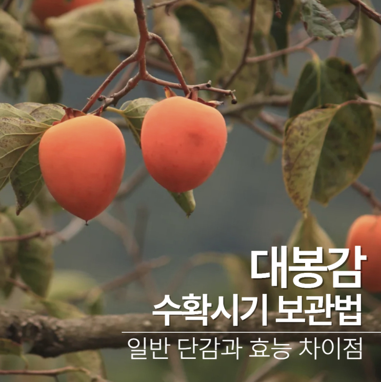  대봉감 수확시기 따는시기 보관법 효능