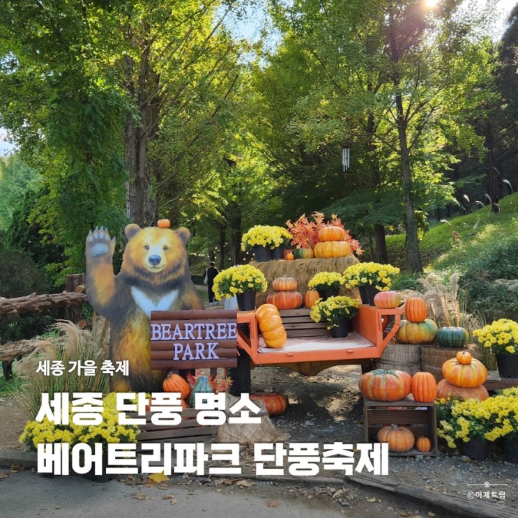  세종 가볼만한곳 베어트리파크 가을단풍축제 실시간 가을 산책길