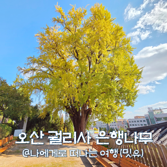  오산 궐리사 은행나무 단풍 명소, 물향기수목원 못지않네