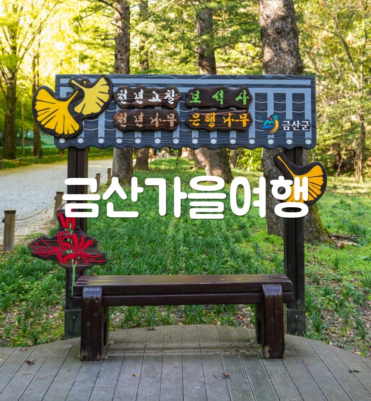  충남 금산 가볼만한곳 보석사 요광리 은행나무 가을 여행