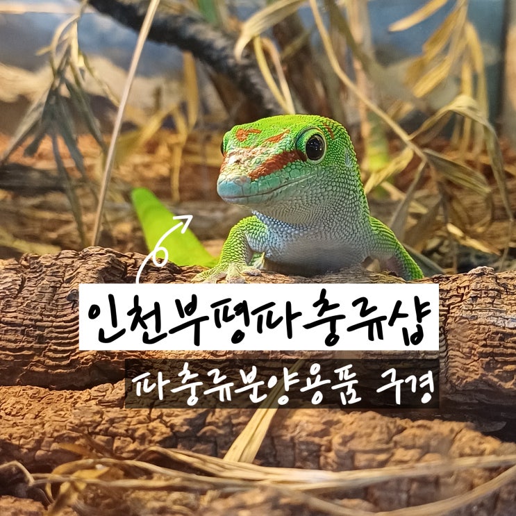  인천파충류샵 부평 게코빌리지 인천게코분양부터 호텔링까지 하는곳