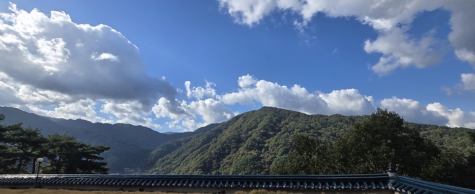 지리산황금나무 사진 6