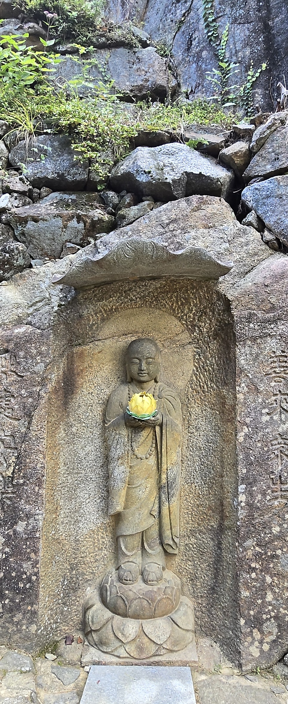 지리산황금나무 사진 3