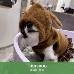 LOUISDOG 루이독 현대김포아울렛 매장 강아지 겨울 옷 장만