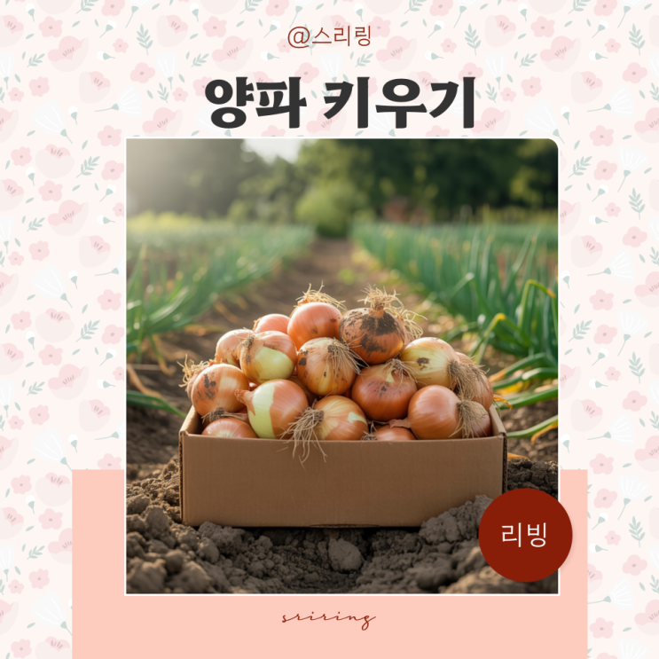  집에서 양파 키우기 : 양파 모종 심는 시기 양파 심기 수확