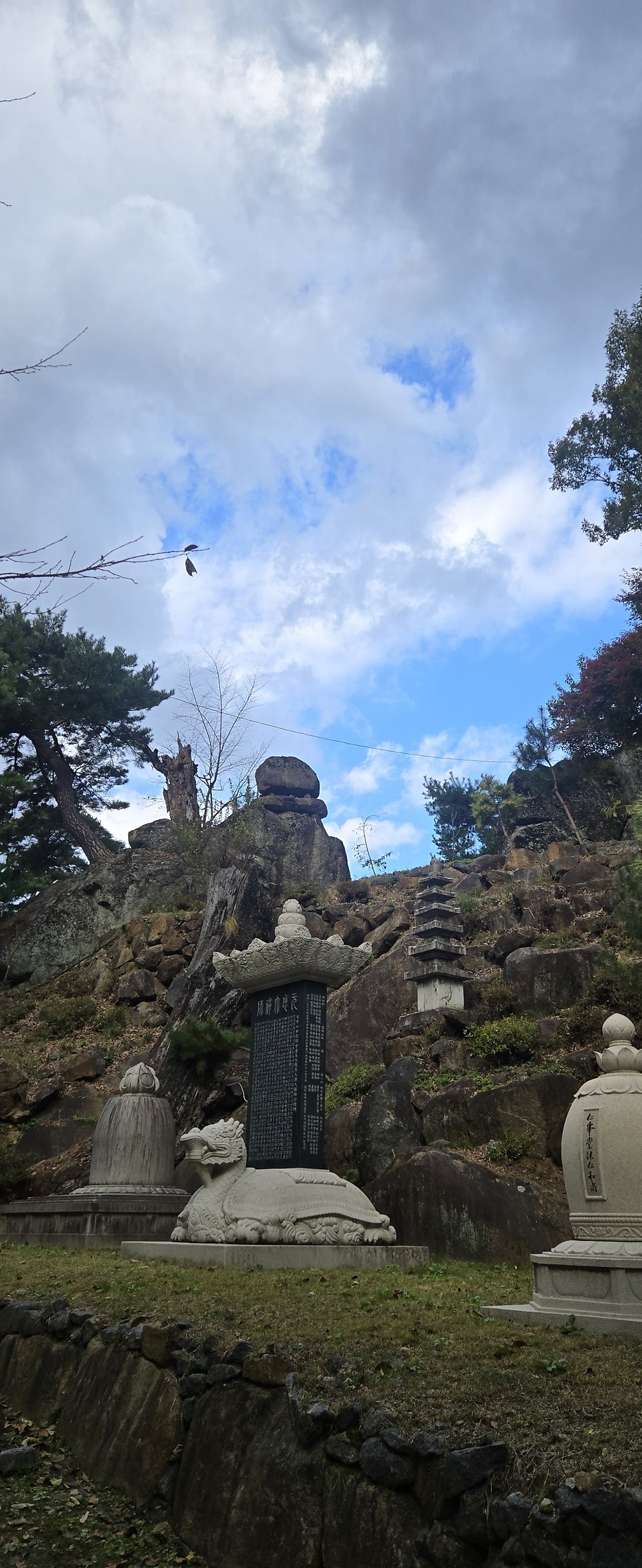지리산황금나무 사진 2
