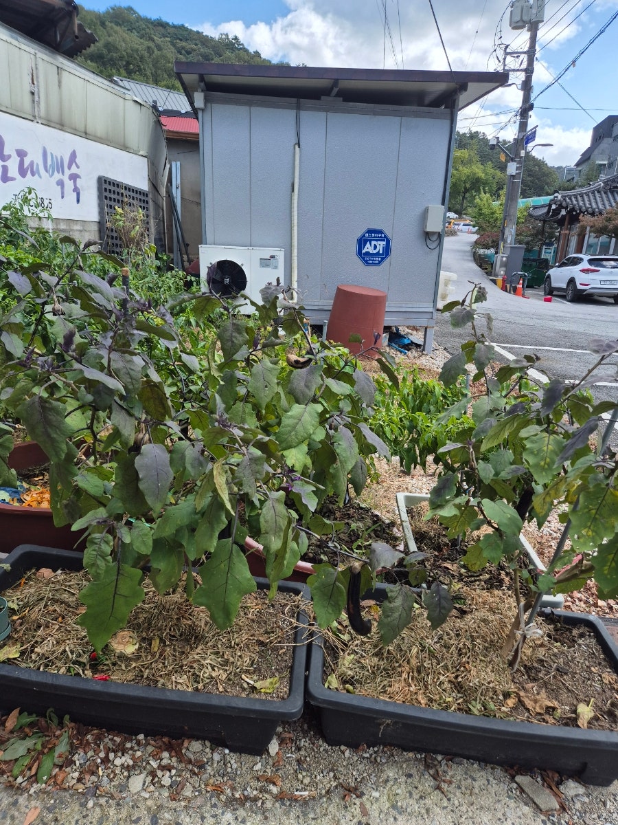 노대백숙 사진 3