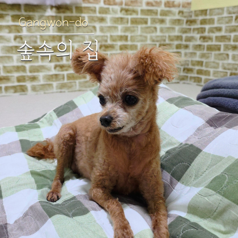 양양 펜션 사람이 없는 강원도 애견동반 독채펜션 숲속의 집
