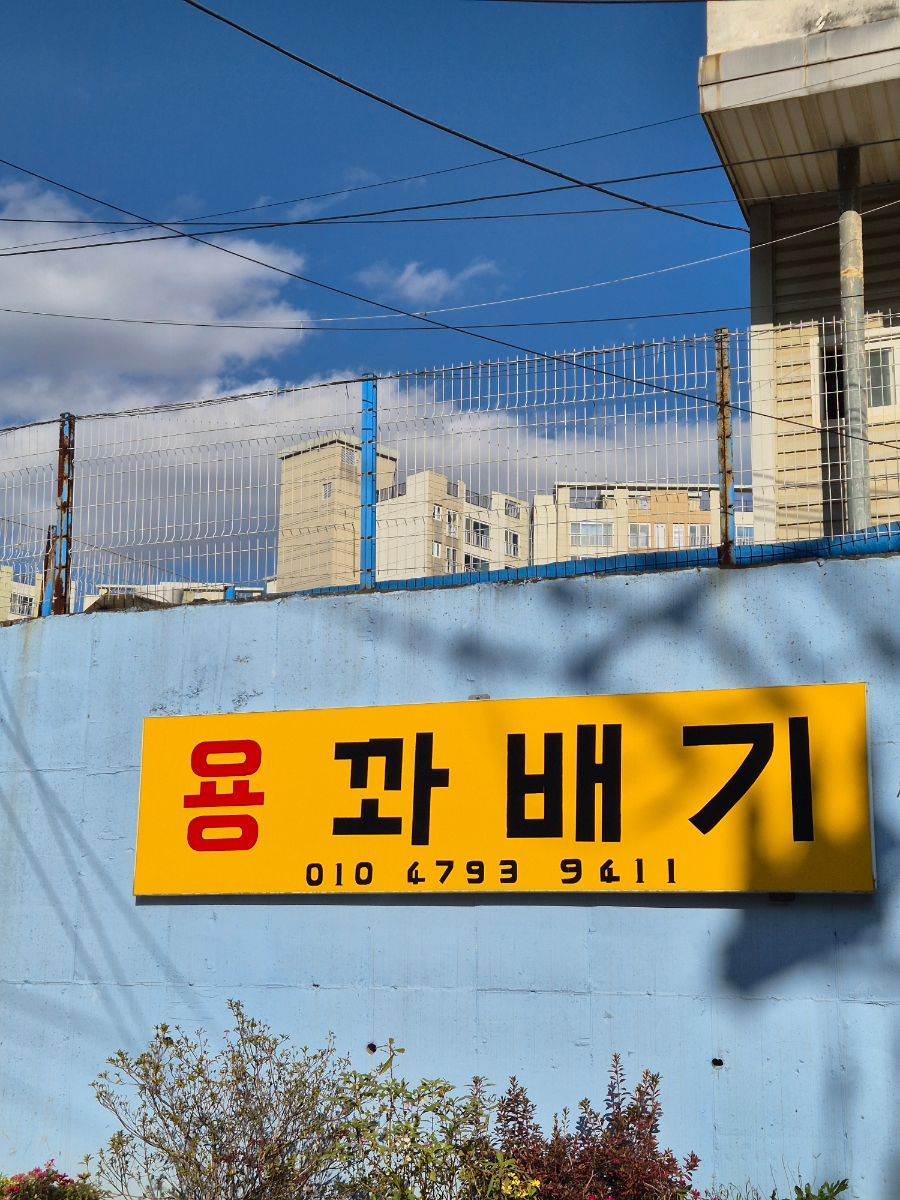 용꽈배기 사진 1