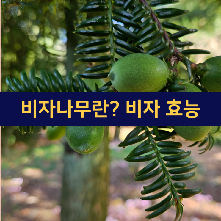  비자나무란? 비자나무 효능 | APEC 시진핑 주석 선물