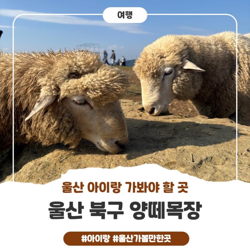 울산 북구 양떼목장 | 도심 속 힐링 공간 울산 아이와 갈 만한 곳