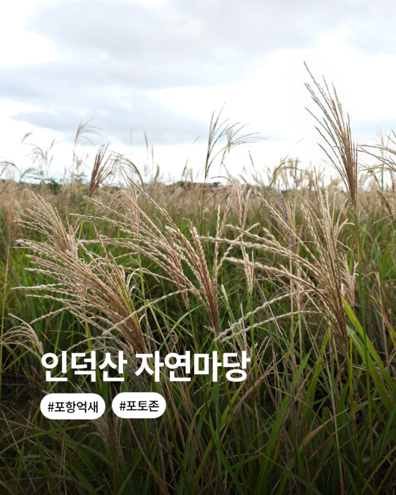 포항 인덕산 자연마당 | 포항 억새 여행 포항 가을산책 명소(+차타고 가는 방법)