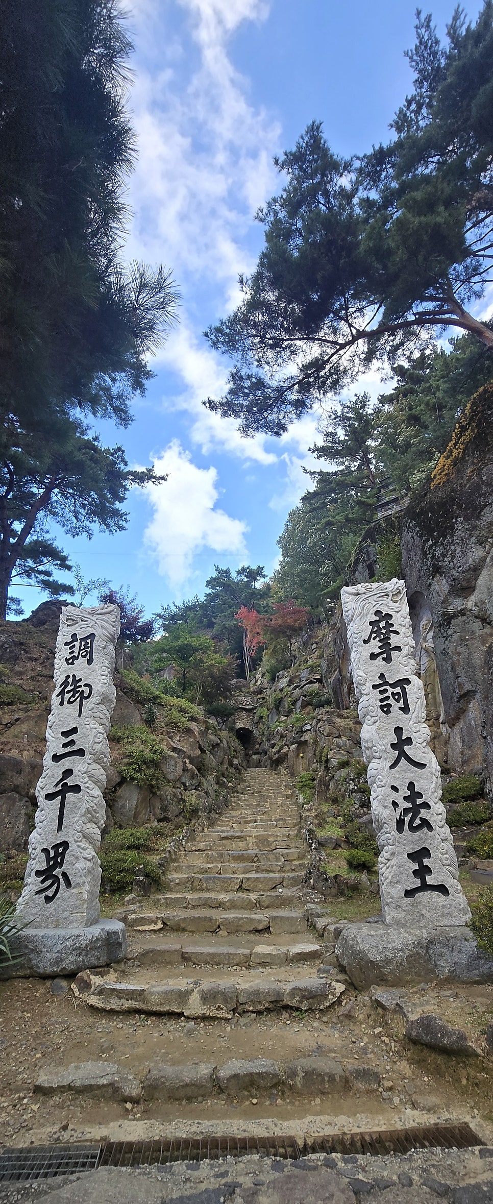 지리산황금나무 사진 4