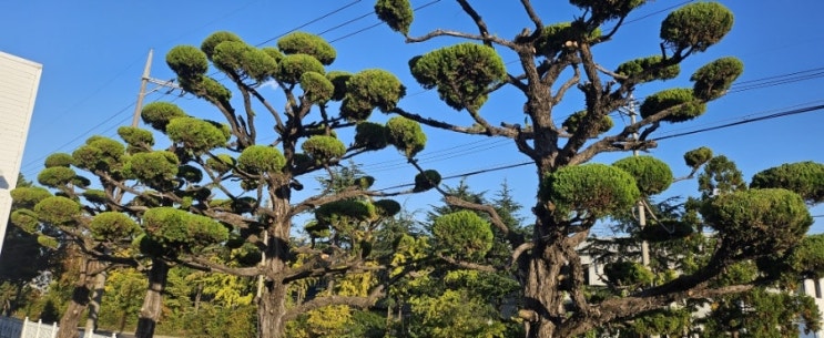  한일튜브 울산공장 전정대행 1일차("울산전정대행")