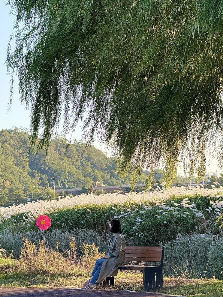  울산 가을명소 명촌 태화강억새군락지 주차