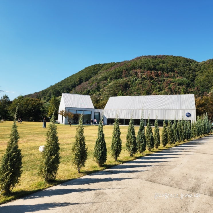  경주 양남 애견동반 가능한 넓은 잔디카페 텀즈 경주본점