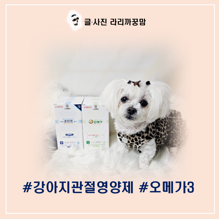  강아지관절영양제부터 오메가3·피부관리까지, 꿍이의 건강 루틴 전격 공개
