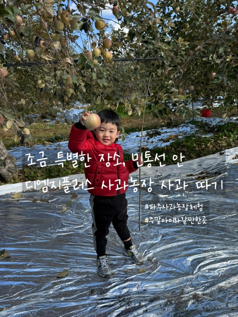파주 사과농장 디엠지플러스 사과 따기 체험 후기