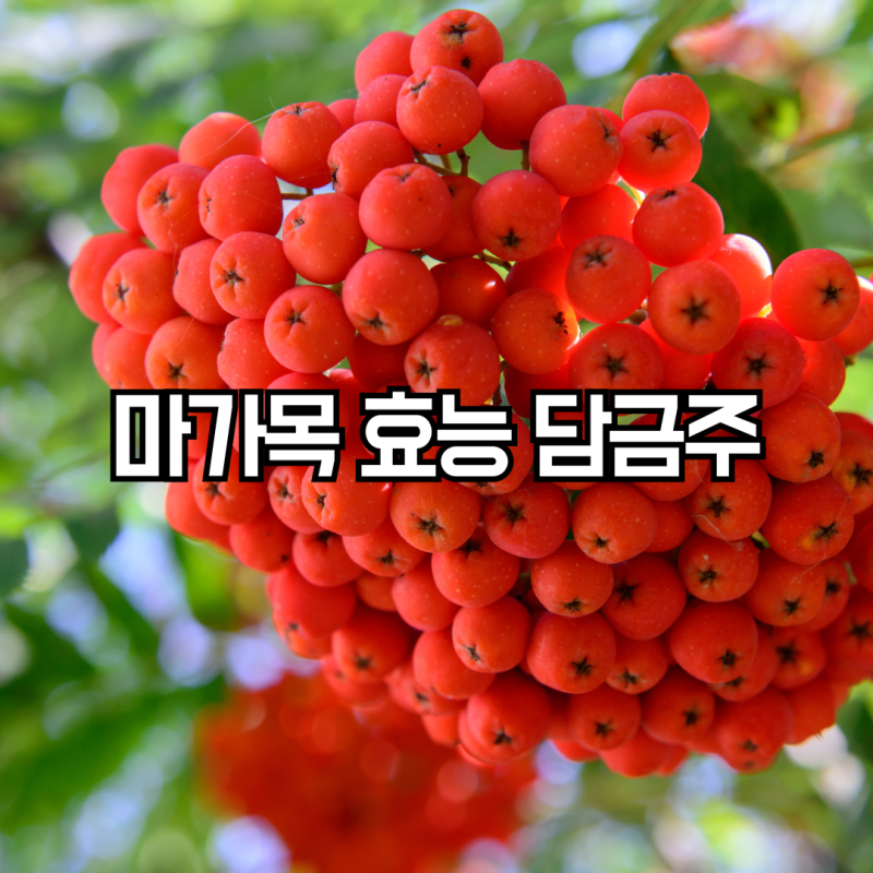 울릉도 마가목 효능 마가목 담금주 담그는법