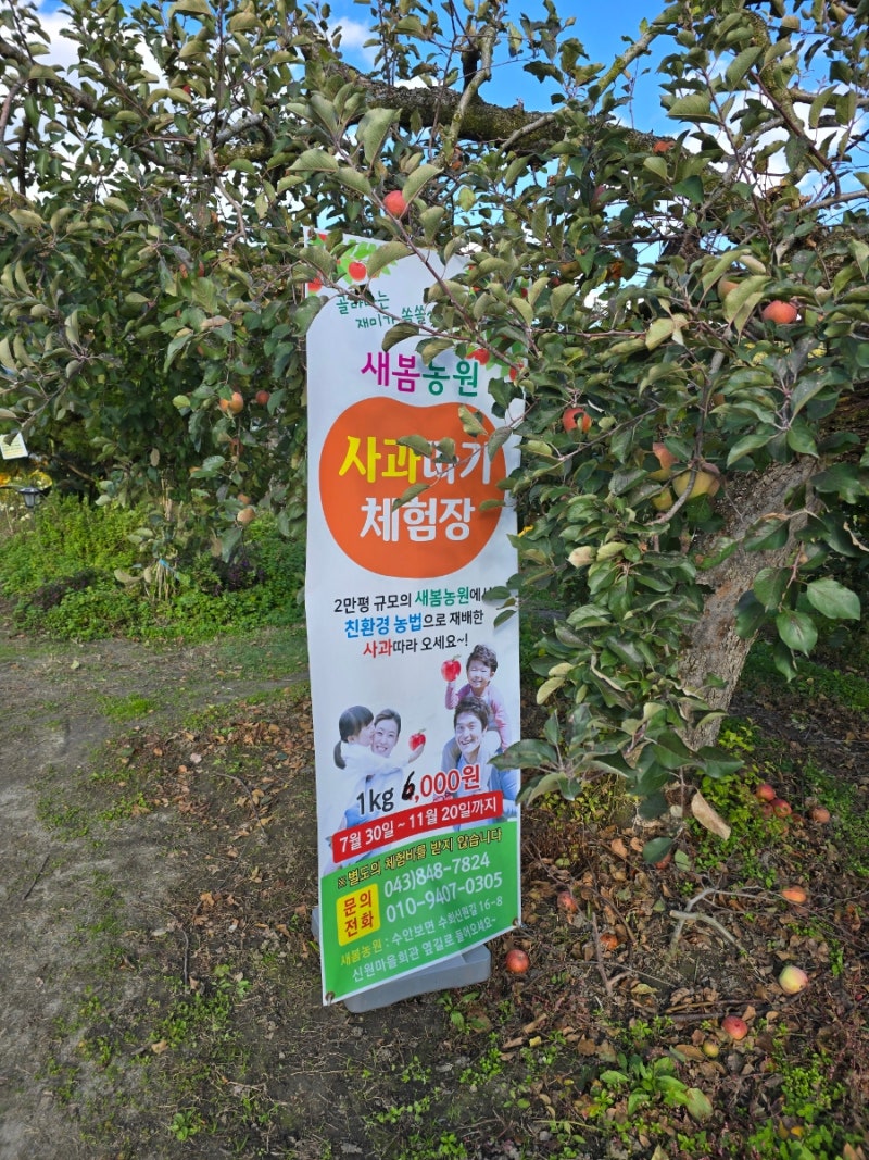 충주 새봄농원 사과따기 체험 후기 가을 가족나들이 추천