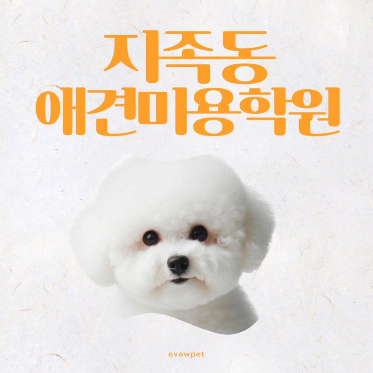  지족동애견미용학원에서 배우는 반려동물행동교정과 자격증 취득 가이드