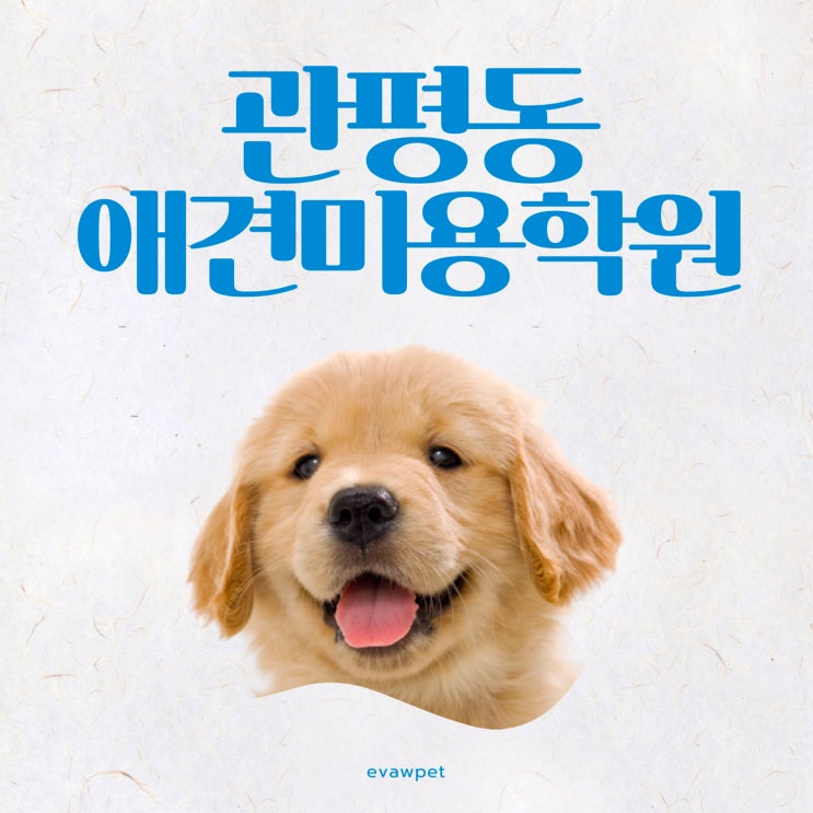  대전 관평동애견미용학원 국비지원 비교