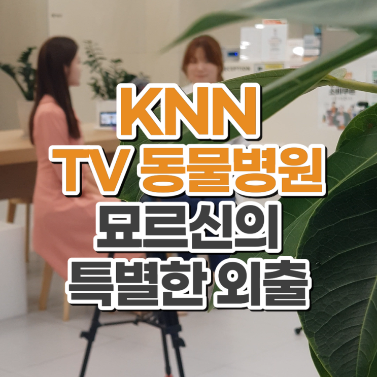  박문희 고양이원장 KNN TV동물병원 촬영 소식 부산 닥터펫동물의료센터