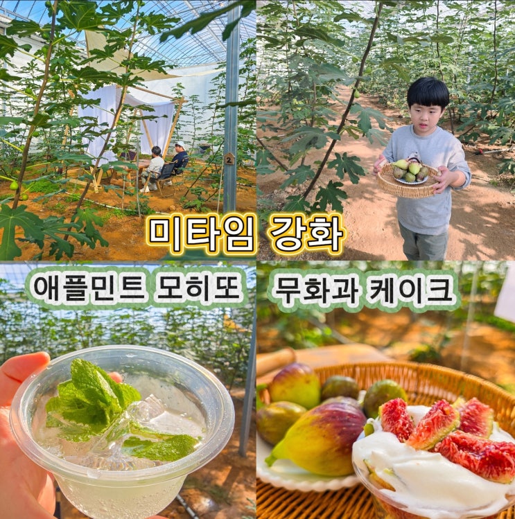  강화도 실내 가볼만한곳 미타임강화 무화과 체험농장