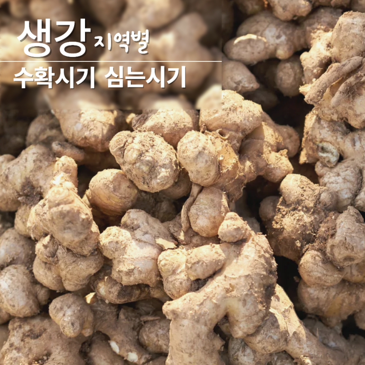 생강 심는시기 수확시기 보관법까지!