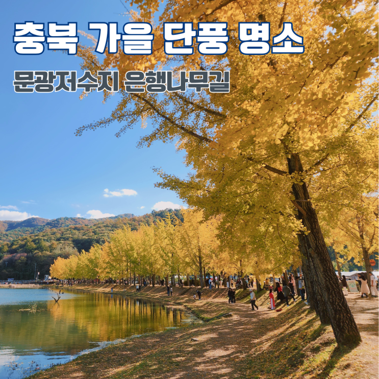  충북 가을 단풍 명소 괴산 문광저수지 은행나무 길 11월초 여행지 가볼만한 곳