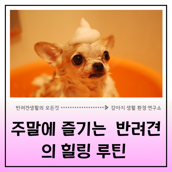  강아지에게도 주말이 필요해요 - 반신욕부터 놀이까지 전문가가 알려드리는 반려견의 주말 힐링 루틴