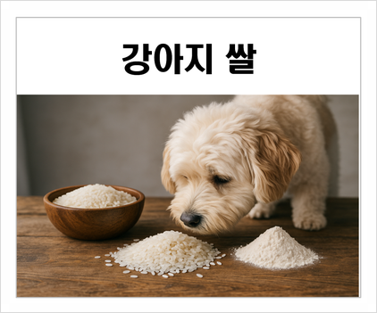 강아지 쌀밥 쌀죽 쌀가루 먹어도 되나요 급여 방법