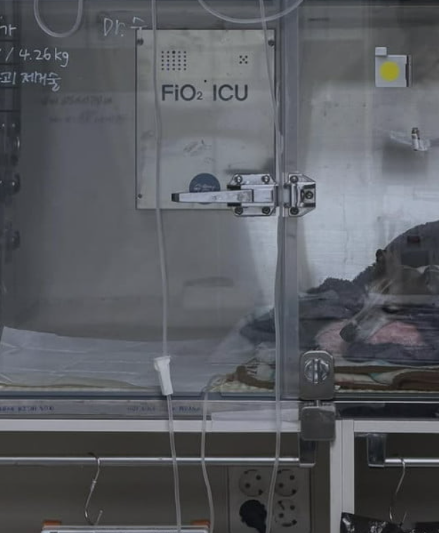   조권, 반려견 가가의 소장암 고백…“전이 빨라 곧 항암치료”에 팬들 눈물