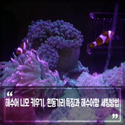 해수어 니모 키우기, 성별이 바뀌는 물고기 흰동가리 크라운피쉬 특징과 해수어항 세팅방법
