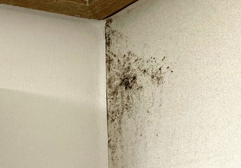 실크 벽지 다이소 벽지 곰팡이 제거제 락스말고