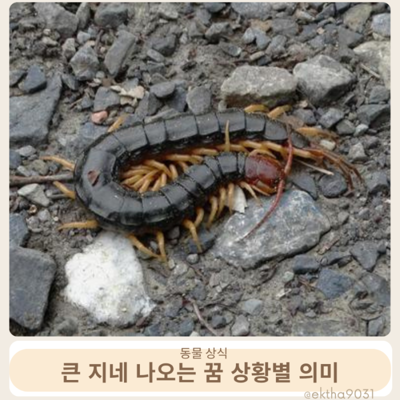 큰 지네 나오는 꿈 상황별 의미 길몽 흉몽?
