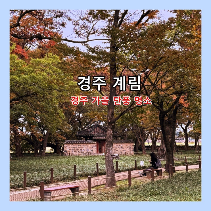  [경주] 하늘을 가릴 만큼 빽빽한 단풍이 화려한 색을 뽐내는 곳 '계림'
