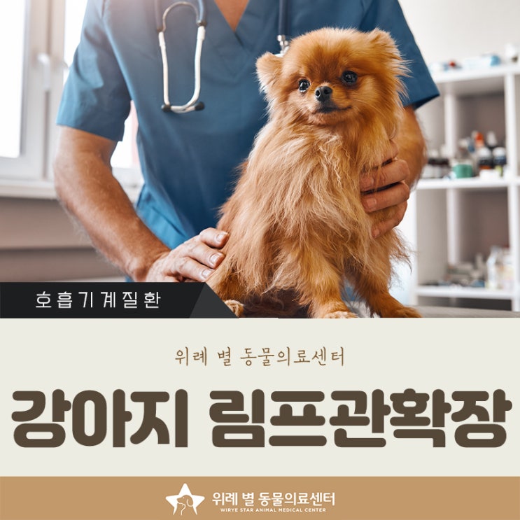  강아지 계속 토 하는 이유 림프관확장증, 증상 비교해보세요!