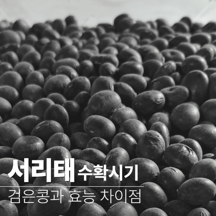  서리태 수확시기 효능 검은콩 차이?