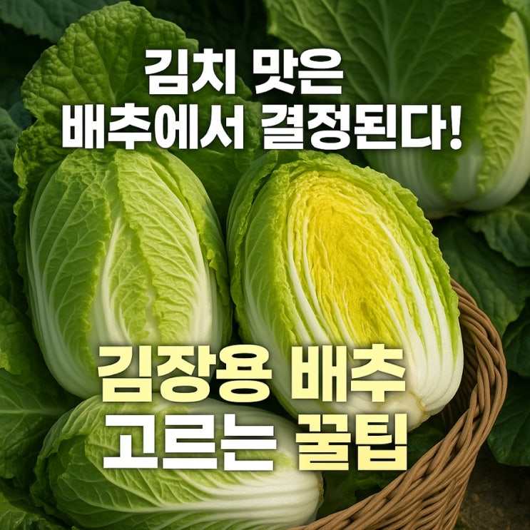   김장용 배추 고르는 법! 아삭하고 단단한 배추의 비밀