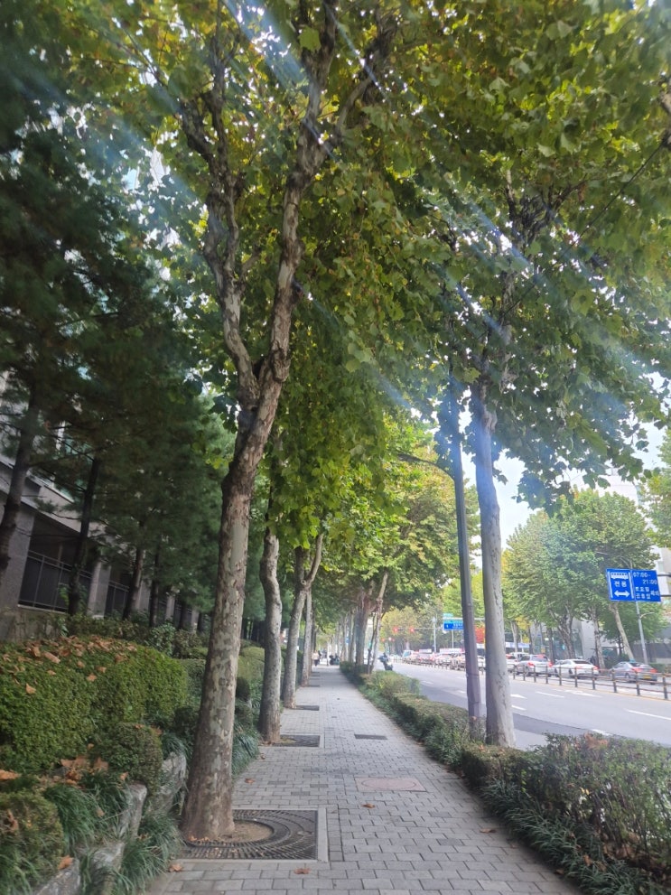  [초6] 대치 아카로드 | kmo 입반테스트 후기 | 11월 개강반
