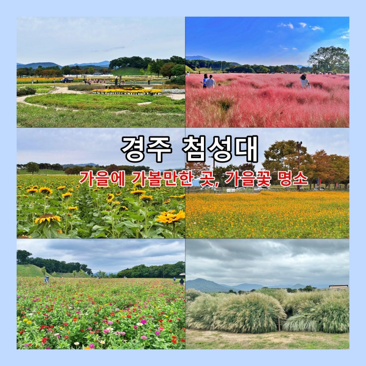  [경주] 가을에 가볼만한 곳, 가을꽃 명소 '첨성대' ...핑크뮬리, 해바라기, 백일홍, 황화코스모스, 코스모스, 국화, 팜파스그라스 등
