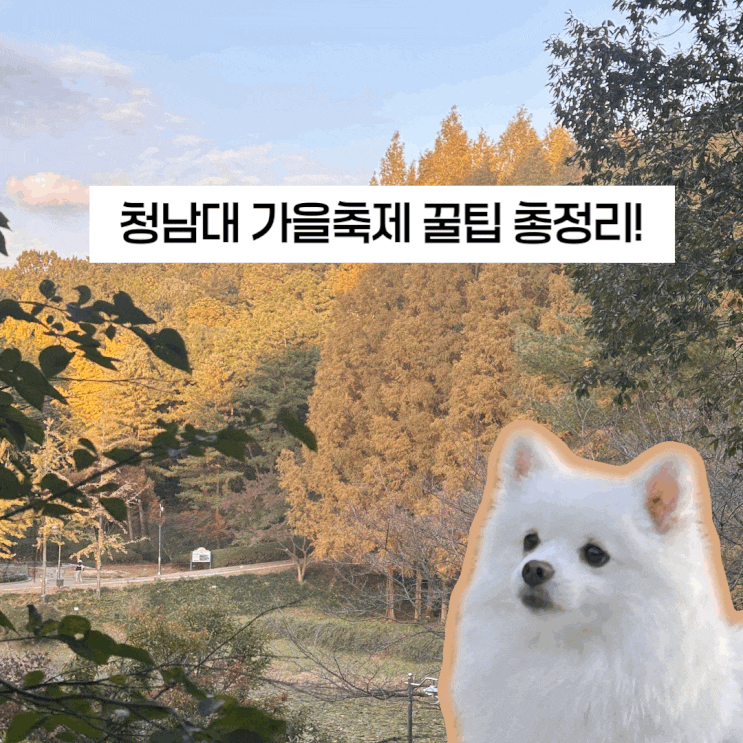 충남 청주 강아지랑 청남대 가을축제 주차 셔틀버스 꿀팁 총정리