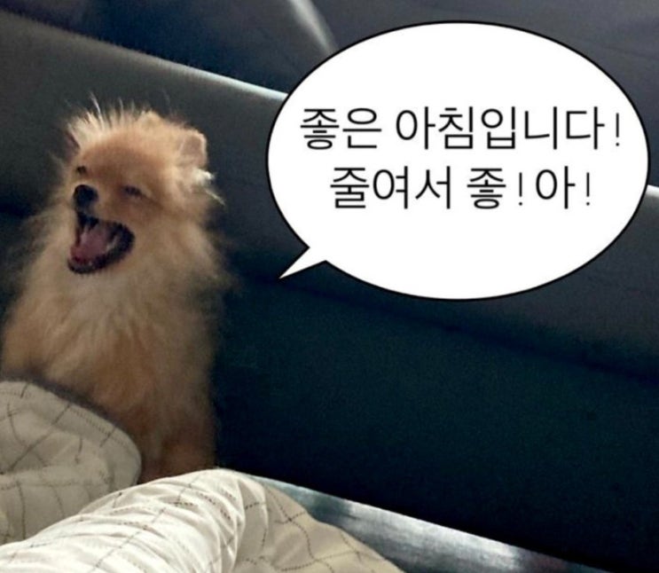  크런틴 신상 맛있는 단백질바 추천 초코 말차 후기!