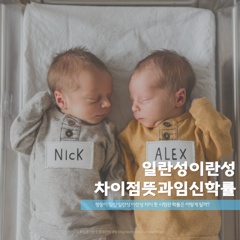 쌍둥이 임신 일란성 이란성 차이 뜻 시험관 확률