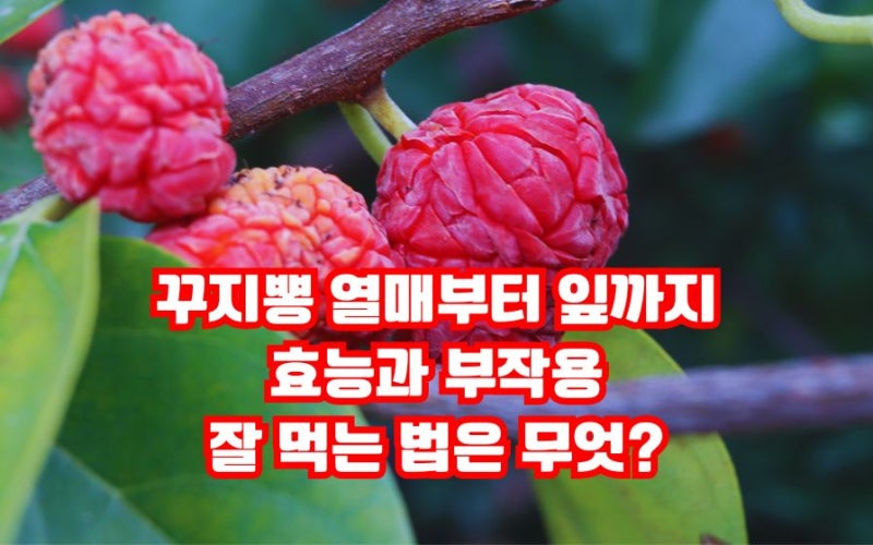 꾸지뽕 열매 내몸 살리는 효능? 부작용 잘 먹는법까지