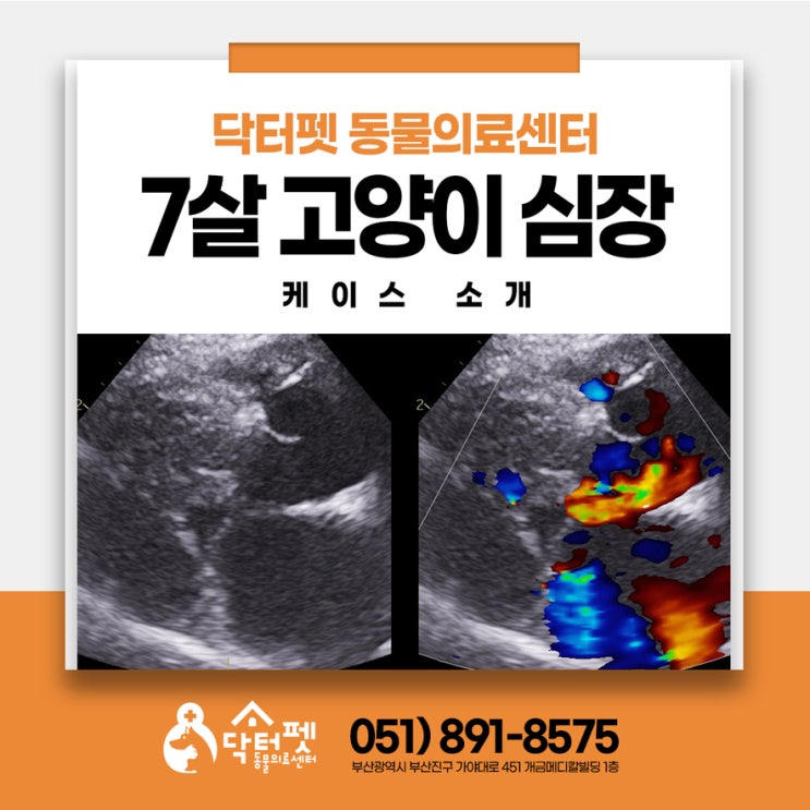  놀다가 쓰러진 7살 스코티쉬 스트레이트 부산 고양이 심장초음파 동물병원